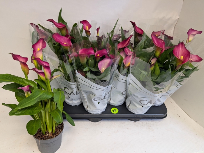 <h4>ZANT PINK PUPPY</h4>