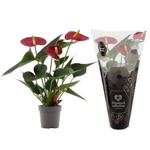 Anthurium 7 cm Diamond Red in Diamond sleeve