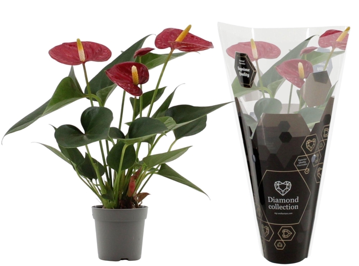 <h4>Anthurium 7 cm Diamond Red in Diamond sleeve</h4>