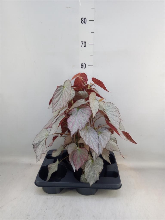 <h4>Begonia BD   ...</h4>