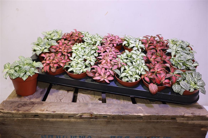 <h4>Fitt Gem 7 Kl</h4>