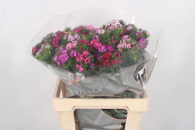 <h4>DI BARB GEM IN BOS</h4>