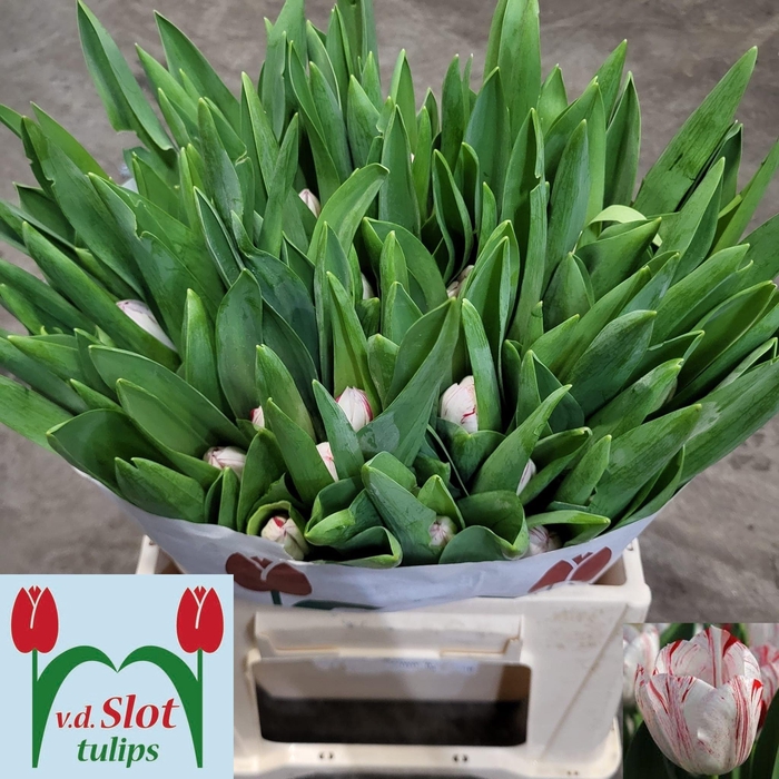 <h4>TU EN ONE DIRECTION</h4>