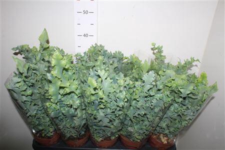 <h4>Phlebo A Davana</h4>