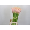 Zantedeschia Eydolls Salmon