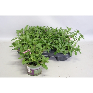 Scaevola Pink