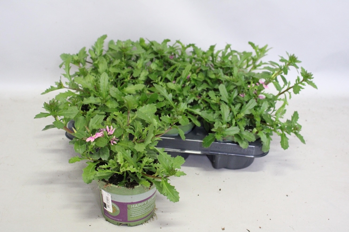 <h4>Scaevola Pink</h4>