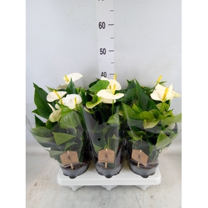 Anthurium andr. 'Cocos'