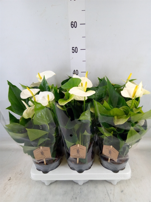 <h4>Anthurium andr. 'Cocos'</h4>