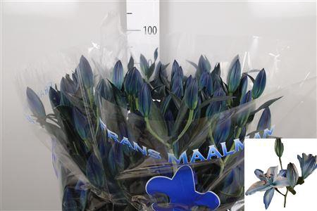 Li Or Du Bowl Of Beauty Blue