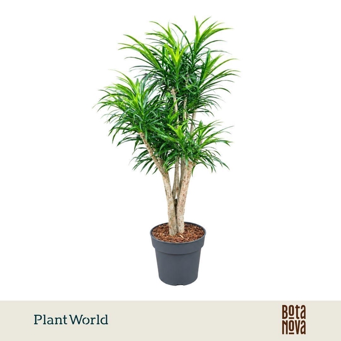 Dracaena Anita p27