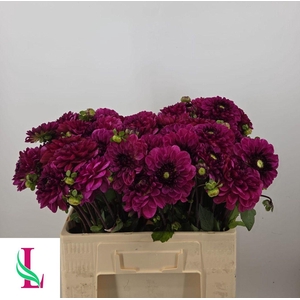Dahl Dec Lilac Bull
