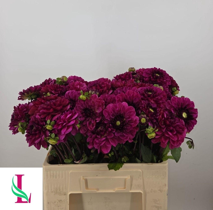 Dahl Dec Lilac Bull