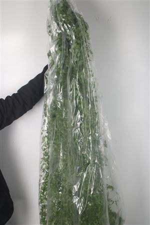<h4>Asparagoides ( Medeola ) Smilax Per Bunch</h4>