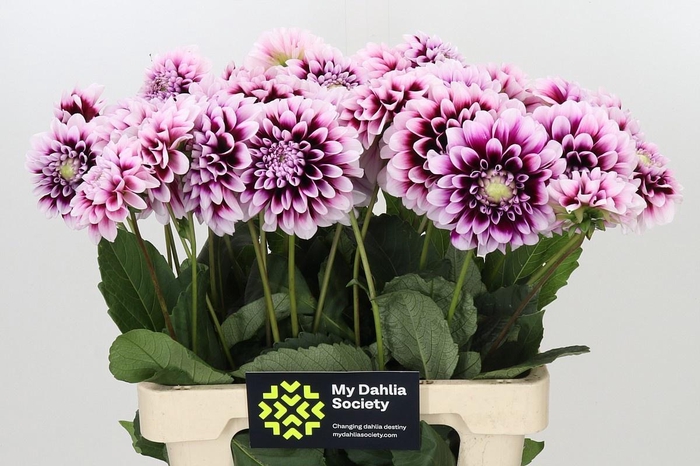 <h4>DAHLIA MYSTERY DAY*</h4>
