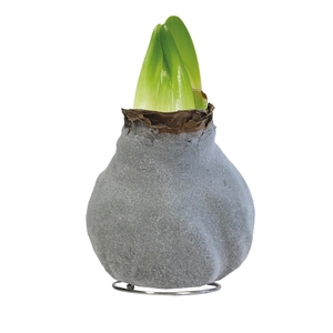 Amaryllis TOW Fashion Gray 6x1, rode bloem, Tray236