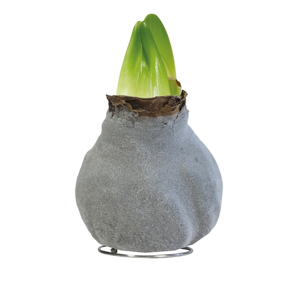 <h4>Amaryllis TOW Fashion Gray 6x1, rode bloem, Tray236</h4>