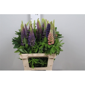 Lupinus Mix