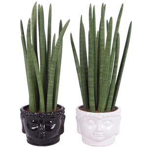 Sansevieria Cylin, Straight 14 Leaf Ø15cm in Ø18cm Buddha Pot