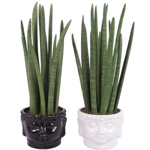 Sansevieria Cylin, Straight 14 Leaf Ø15cm in Ø18cm Buddha Pot