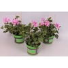 Pelargonium peltatum Balcon Lila