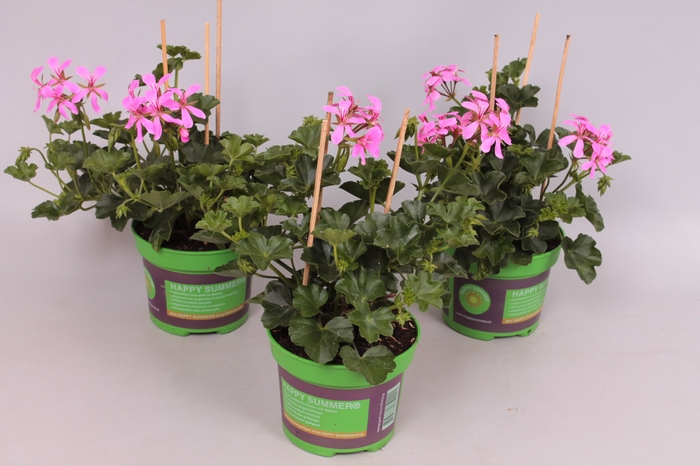 Pelargonium peltatum Balcon Lila
