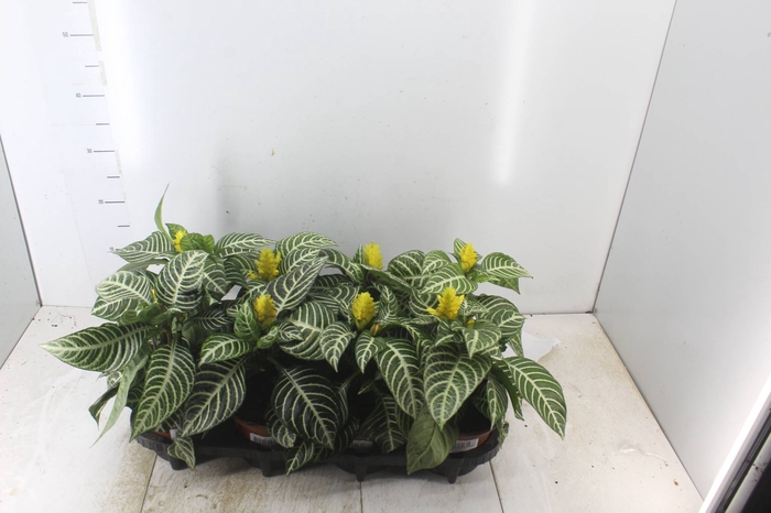 <h4>APHELANDRA COM FLOR P15 COM FLOR</h4>