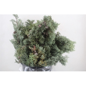 Cypresse Nuts Blue P Bunch