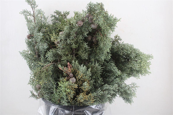 <h4>Cypresse Nuts Blue P Bunch</h4>
