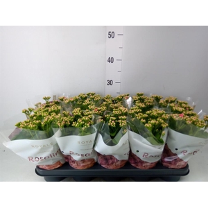 Kalanchoe blos. 'RosDon Nando'