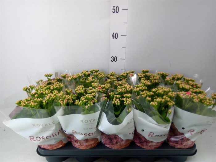 <h4>Kalanchoe blos. 'RosDon Nando'</h4>