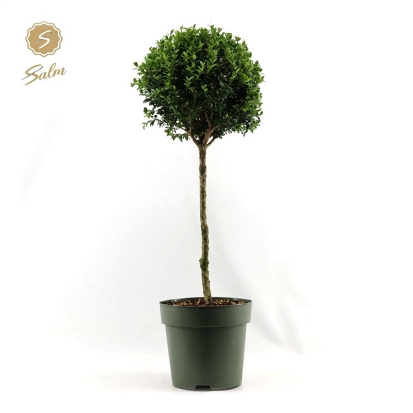 <h4>Buxus semp. Mono-Ball XXL</h4>