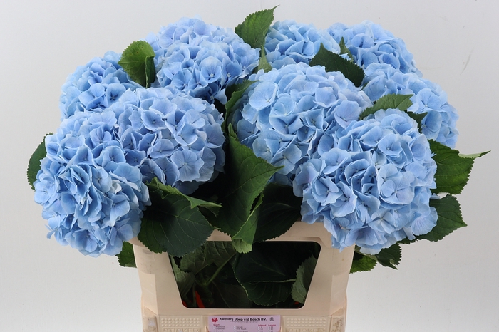 <h4>Hydr M Ch Verena Bl</h4>