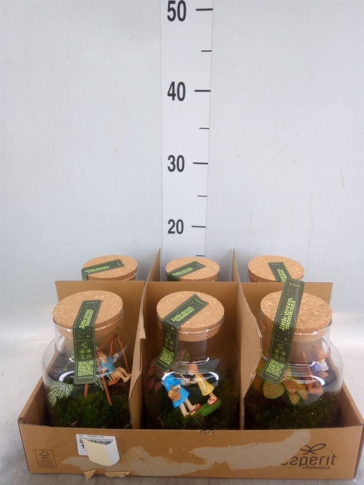 <h4>Arr.   Planten L%</h4>