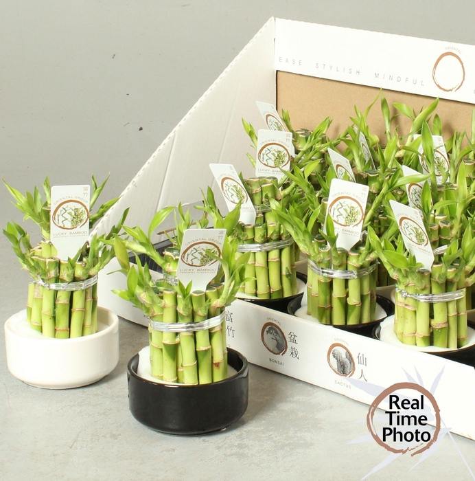 <h4>DRA LUCKY BAMBOO</h4>
