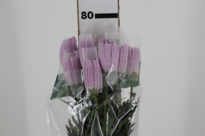 <h4>ANASTASIA CIPRIA 080 CM LILAS</h4>
