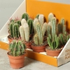 Cactus mix 10,5Ø 32cm