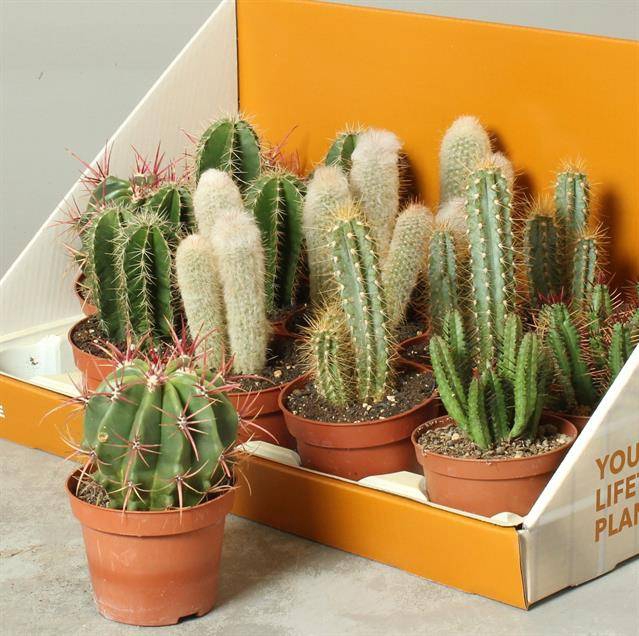 Cactus mix 10,5Ø 32cm