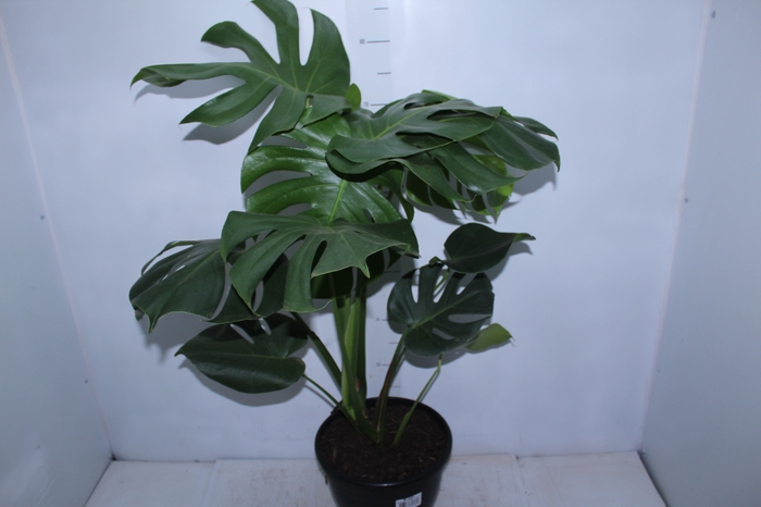 <h4>MONSTERA DELICIOSA P24</h4>