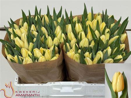 <h4>Tu En Creme Brulee Extra!!</h4>