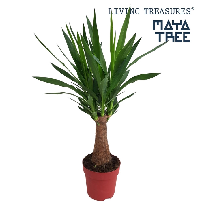 <h4>Yucca "Maya Tree" 30stam P19</h4>