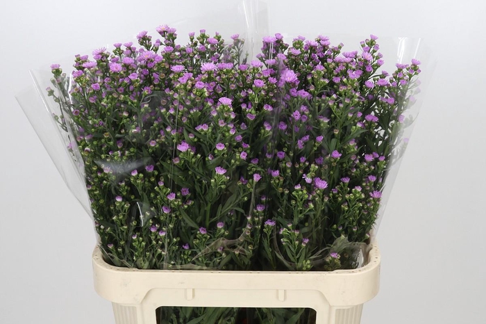 <h4>Aster Painted Lady</h4>