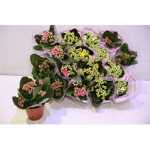 arr8 Kal Ge Gem 5 Kl