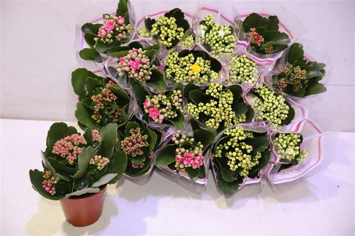 <h4>arr8 Kal Ge Gem 5 Kl</h4>