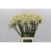 Agapanthus Barcelona
