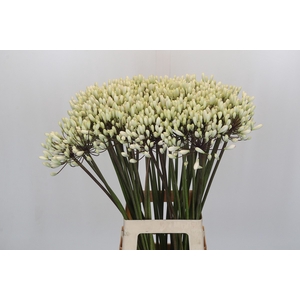 Agapanthus Barcelona
