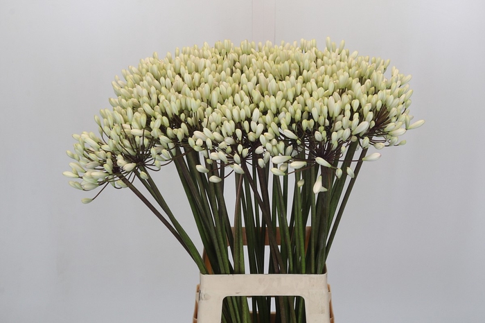 Agapanthus Barcelona