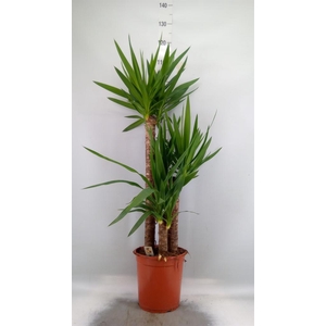 Yucca ...