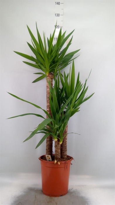 <h4>Yucca ...</h4>