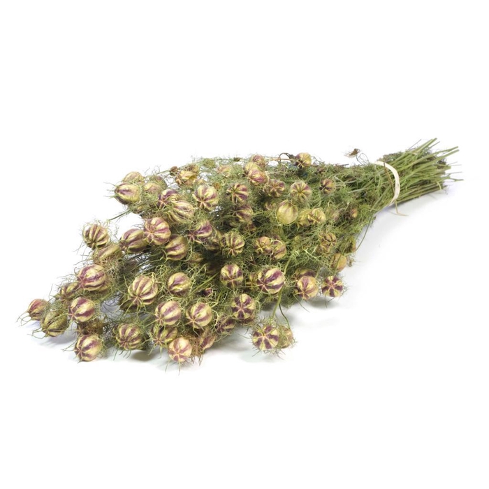 <h4>Nigella Natural Green</h4>